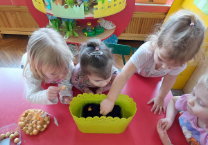Dzieci wsadzają cebulki do ziemi