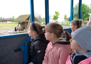 Dzieci z okien wagonika podziwiają zwierzęta