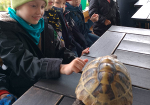Chłopiec dotyka żółwia